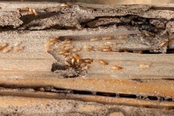 Best Wasp Removal Services  in Yreka, CA